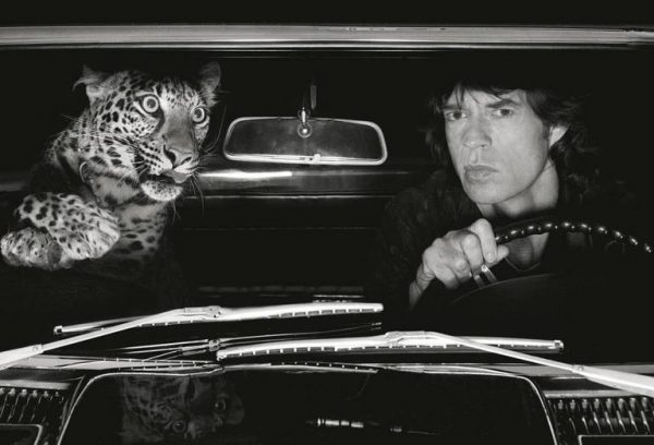 Mick Jagger with Leopard in Car. 1992 by Albert Watson, the singer driving a vintage car with a wild cat as passenger