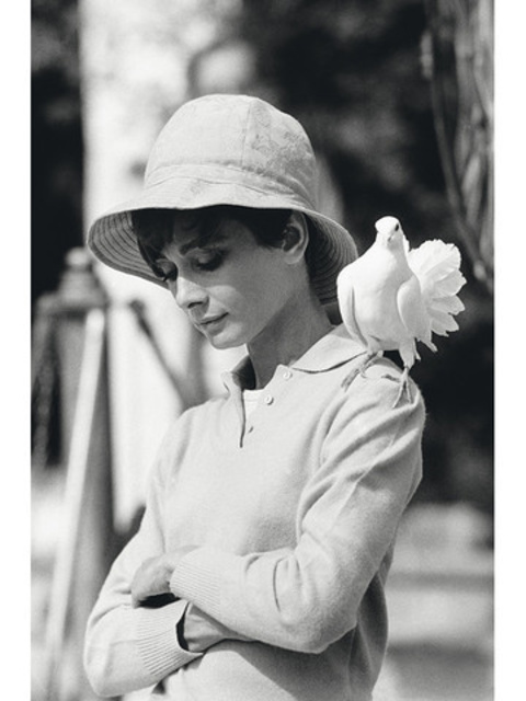 Audrey Hepburn Dove