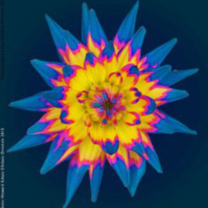 botanic 2 by Howard Schatz, closeup of a blue pink and yellow flower with spikey petals