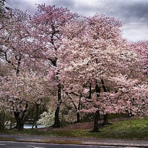 Pink Parkway by David Drebin, trees with punk flowers in a park