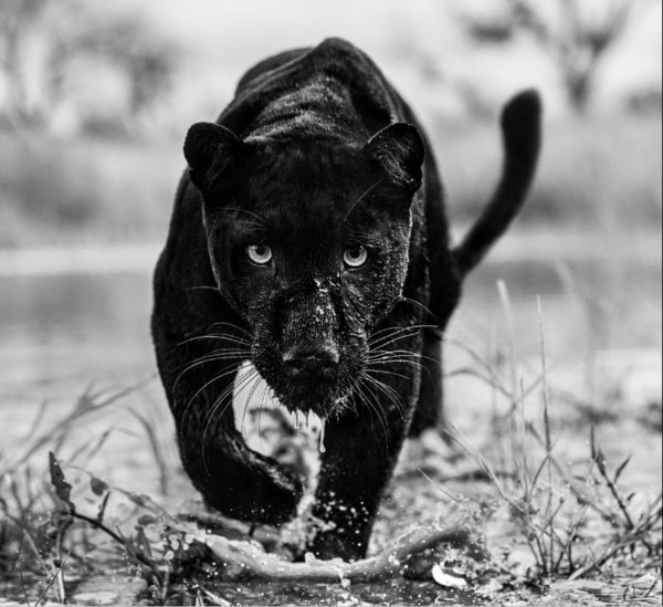 Marvel by David Yarrow, black panther sneaking up towards the camera