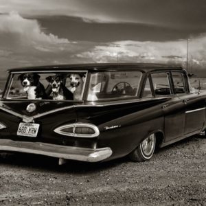 Dogs in Old Chevy, Las Vegas, 2000 from Strip Search by Albert Watson, three dogs looking uut of the back window of an oldtimer car in the desert