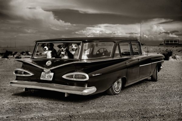 Dogs in Old Chevy, Las Vegas, 2000 from Strip Search by Albert Watson, three dogs looking uut of the back window of an oldtimer car in the desert