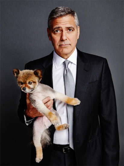 George Clooney with Puppy, portrait of the actor in a suit holding a brown pomeranian dog