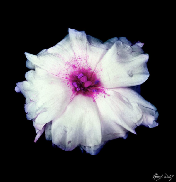 Lisianthius by Howard Schatz, white and pink flower and black background