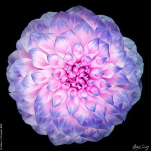 Passion Flower by Howard Schatz, closeup of pink and purple dahlia flower