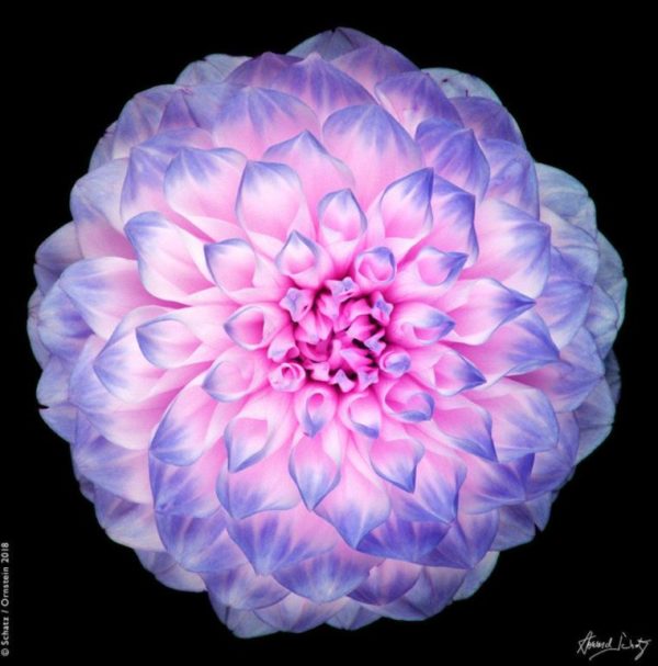 Passion Flower by Howard Schatz, closeup of pink and purple dahlia flower