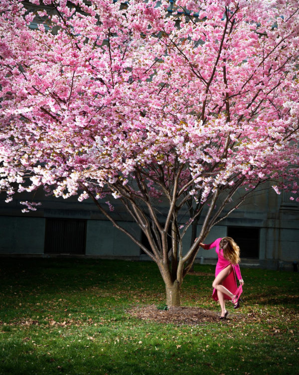 Pink Moment by David Drebin, model in pink dress under a pink blossomed tree