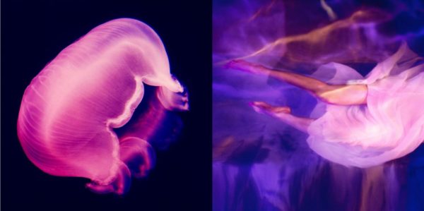 Washed by the moonlight by Guido Argentini, pink and purple dyptich of illuminated jellyfish and womens legs in a flowy gown