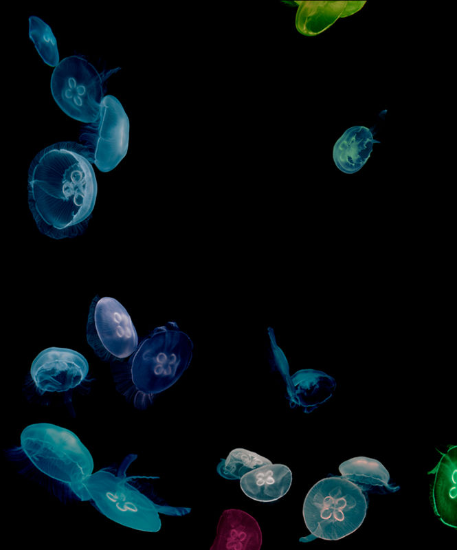 Jellyfish Tank Series - Mandalay Bay - Las Vegas 2001 by albert watson colorful neon jeellyfish in black surrounding