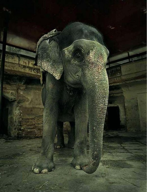 Elephant at Amber Fort by Andreas H. Bitesnich