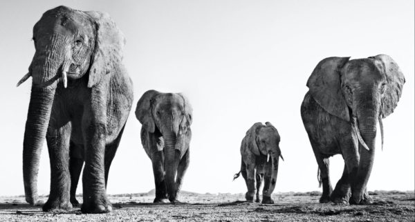Boy Band by David Yarrow. four elephants walking towards the camera