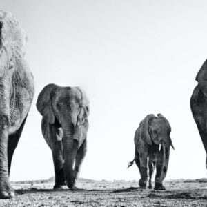 Boy Band by David Yarrow. four elephants walking towards the camera