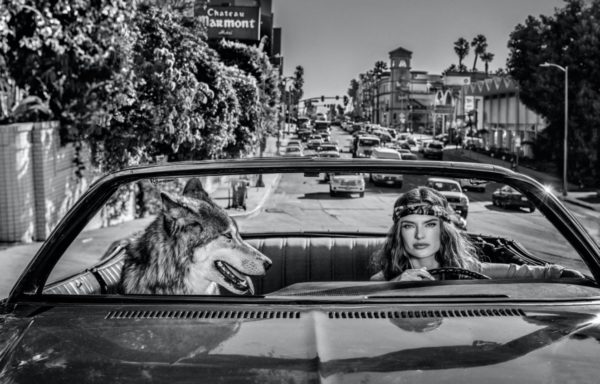 Chateau Marmont by David Yarrow, model and wolf driving in front of the famous hotel