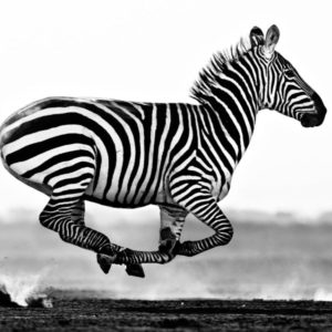 Desert Flight by David Yarrow, zebra running through the desert