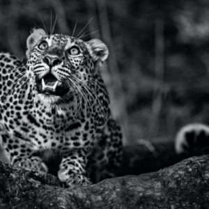 Ground Alert by David Yarrow, black and white portrait of leopard crouching down