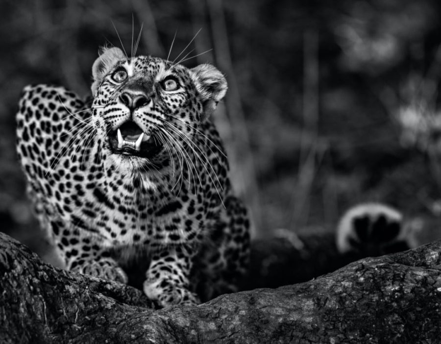 Ground Alert by David Yarrow, black and white portrait of leopard crouching down