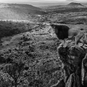 King of Kings by David Yarrow, lion standing on a rock looking over a valley
