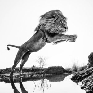 Lion King by David Yarrow, Lion jumping over a stream