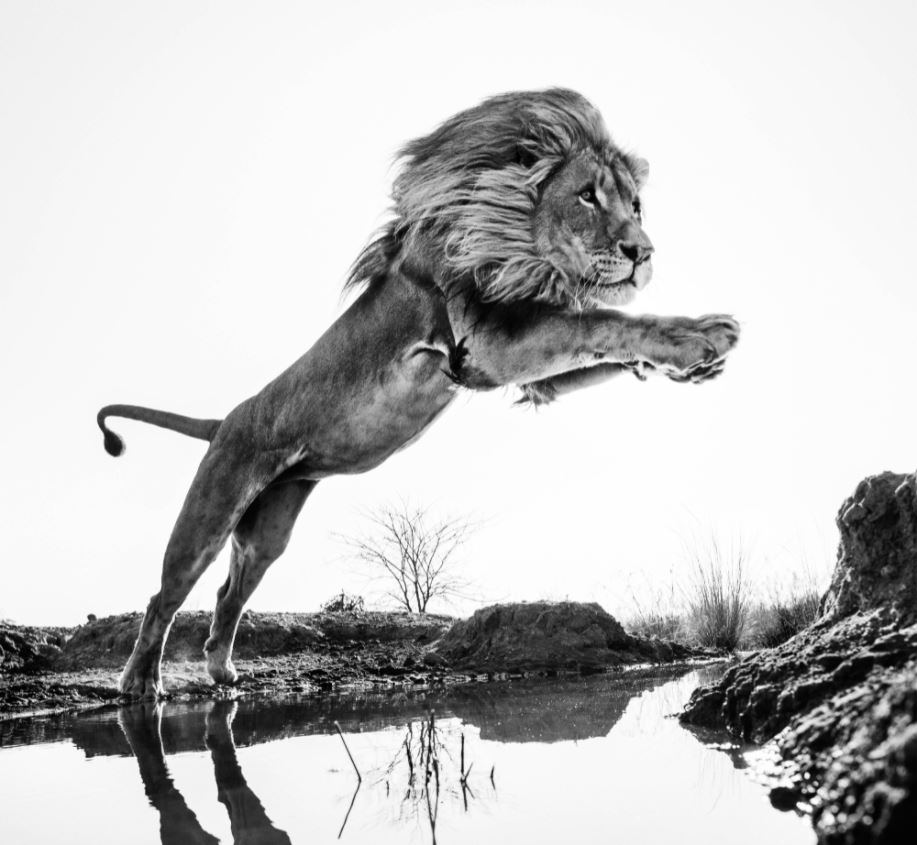 Lion King by David Yarrow, Lion jumping over a stream