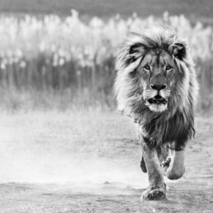 One Foot on the Ground by David Yarrow, Black and white portrait of a lion running towards the camera