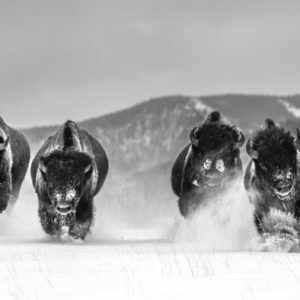 The Bills by David Yarrow, six Bisons running through snow towards the camera