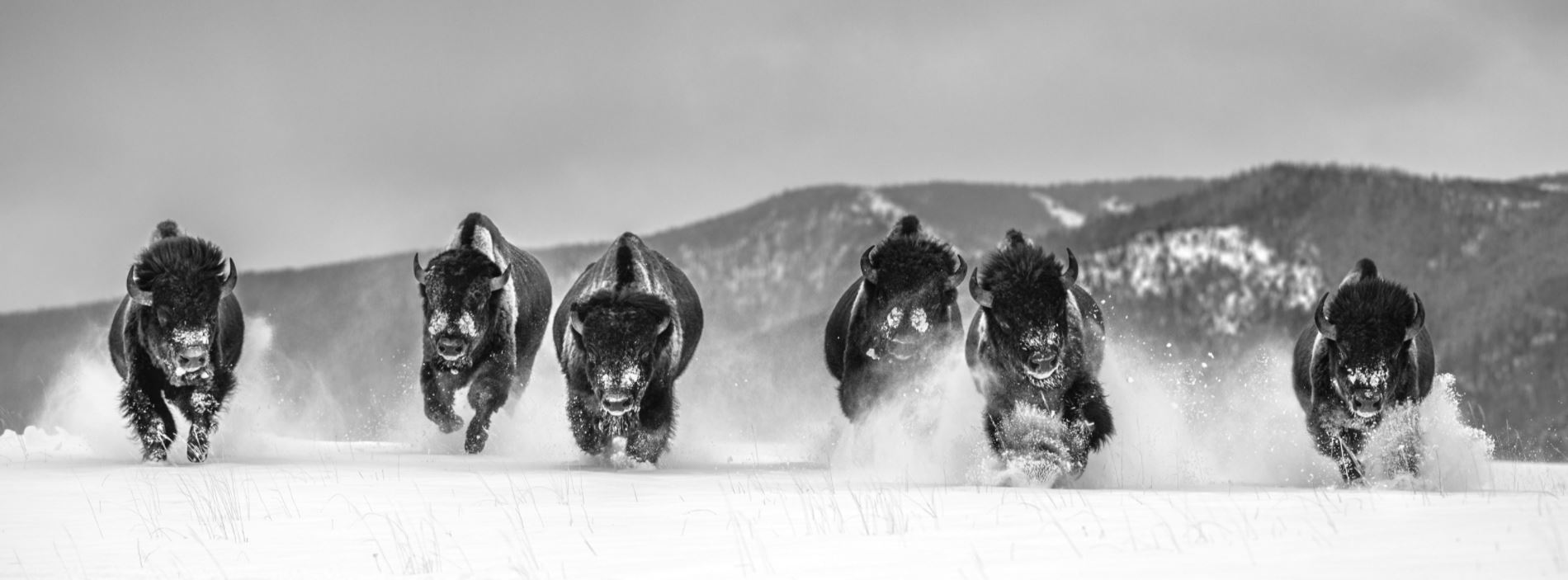 The Bills by David Yarrow, six Bisons running through snow towards the camera