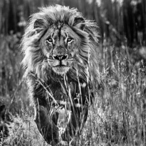 The full nine yards by David Yarrow, black and white portrait of a lion running through high grass