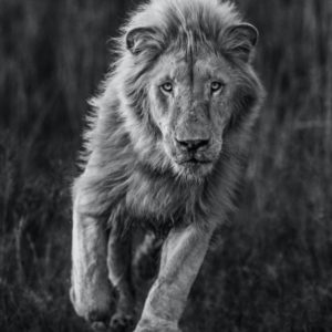 Thor by David Yarrow, black and white portrait of a male lion running towards the camera
