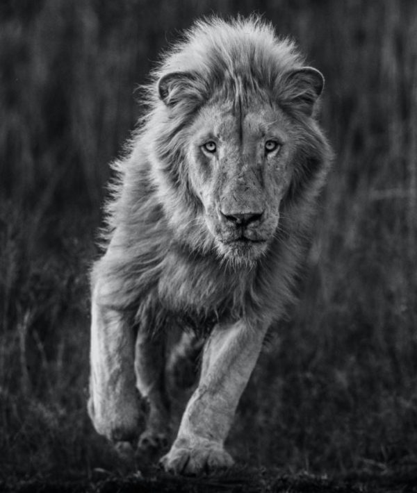 Thor by David Yarrow, black and white portrait of a male lion running towards the camera