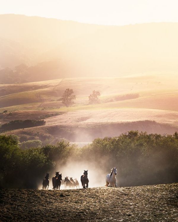 Morning GloryHorses running towards the camera, hills in the sunrise in the background