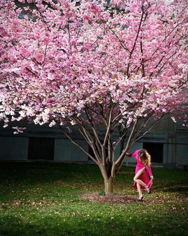 Pink momen by David Drebin, model in pink dress underneath a tree with pink blossoms