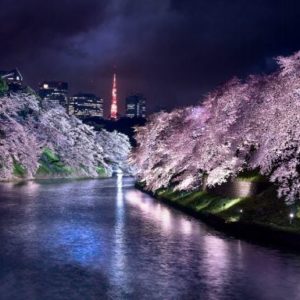 Pink nights by David drebin, illuminated cherryblossom trees at the Chidorigafuchi Kanal in Chiyoda, Tokyo