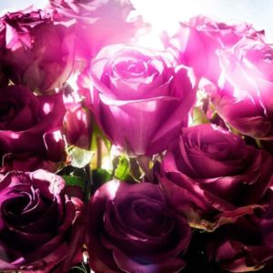 Spotting rose by David Drebin, bouquet of pink roses with bright light shining on the middle one