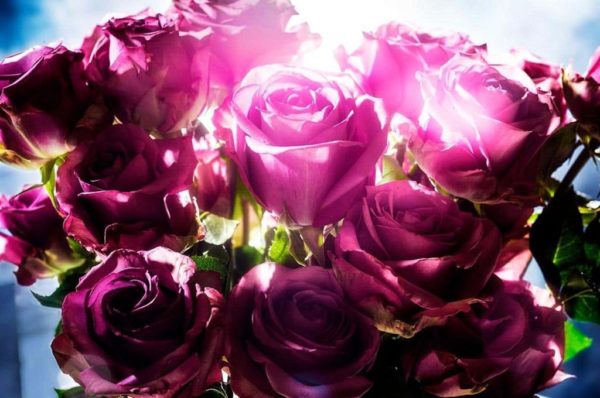 Spotting rose by David Drebin, bouquet of pink roses with bright light shining on the middle one