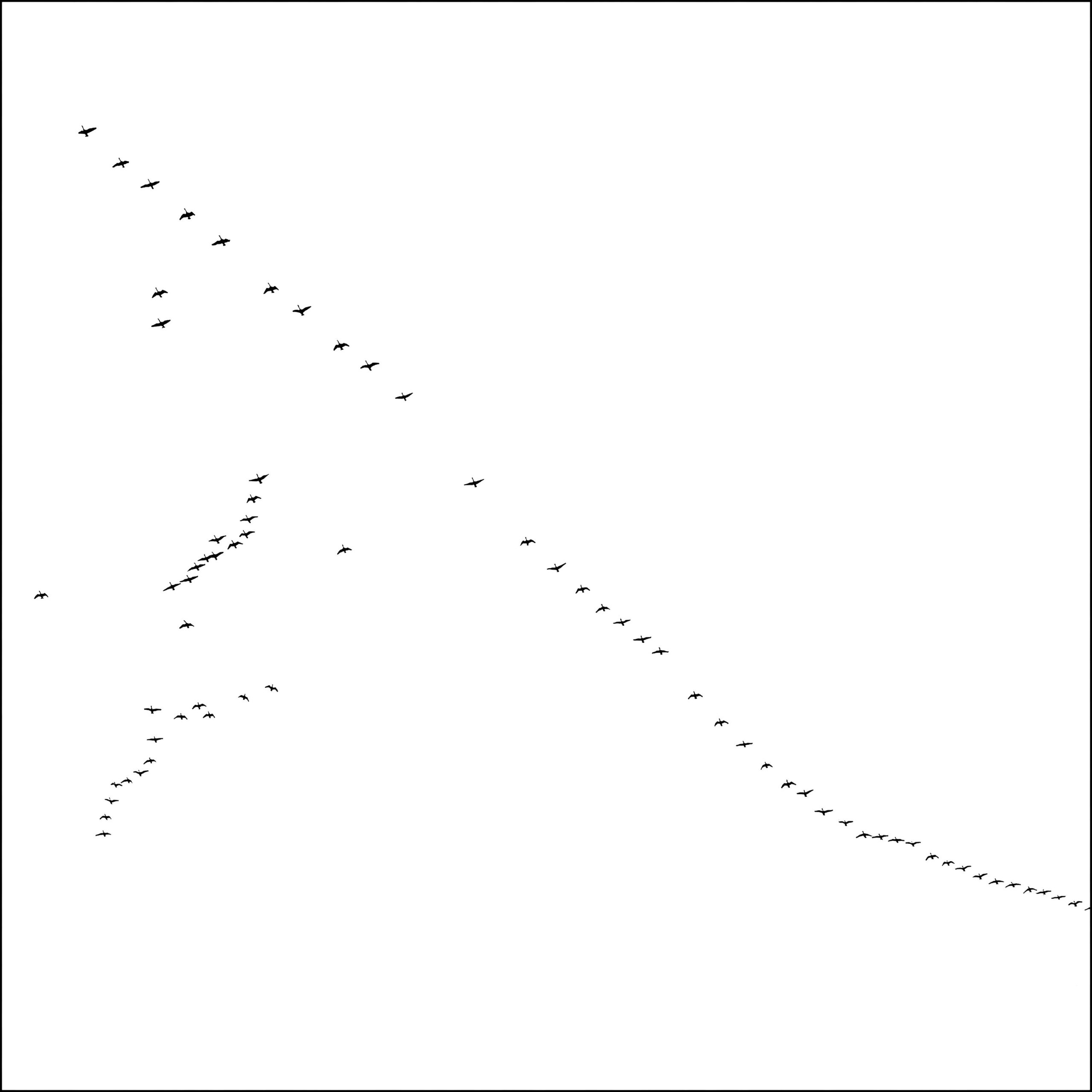 Birds by NIgel Parry from the Landscapes series, bird formation on front of white sky