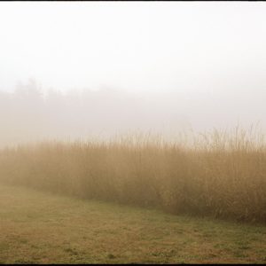 Grass by Nigel Parry, high grass in the mist with trees in the background
