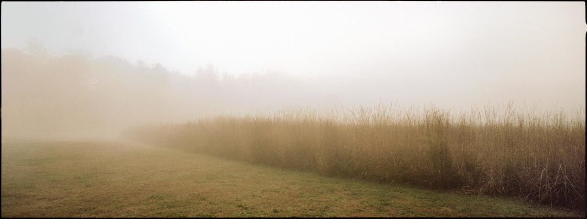 Grass by Nigel Parry, high grass in the mist with trees in the background