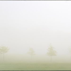 Trees I by Nigel Parry from the landscapes series, trees on a meadow in mist