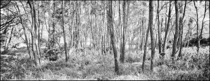 Woodland by Nigel Parry from the Landscapes Series, trees and grass in black and white