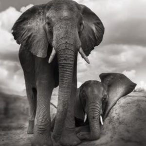 Best Buddies by Joachim Schmeisser, elephant standing next to another lying down elephant