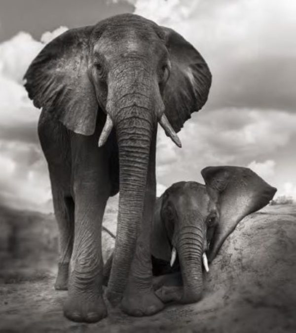 Best Buddies by Joachim Schmeisser, elephant standing next to another lying down elephant