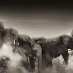 Dust II by Joachim Schmeisser, herd of elephants in the dust