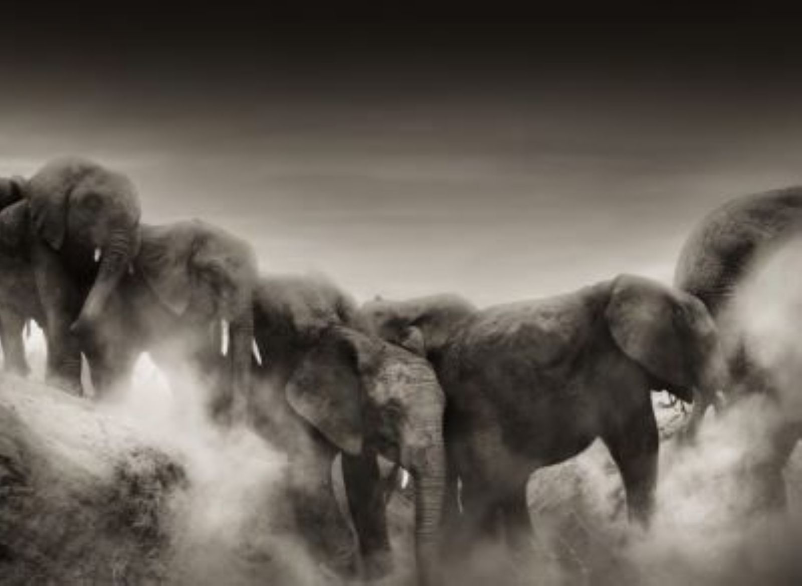 Dust II by Joachim Schmeisser, herd of elephants in the dust