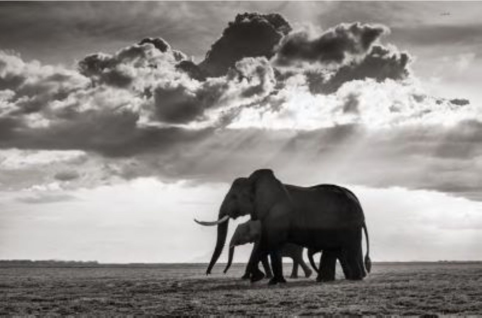 Elephant Group in Amboseli