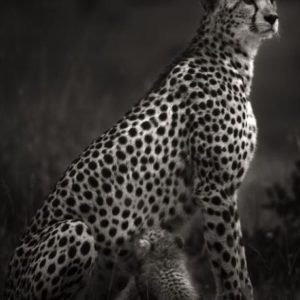 Imani I by Joachim Schmeisser, Cheetah with cub