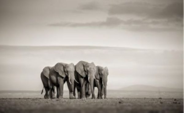 In the salt pan II by joachim Schmeisser, four elephants in the desert