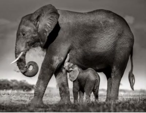 Joachim Schmeisser - Baby elephant drinking by Joachim Schmeisser, elephant with calf in the steppe