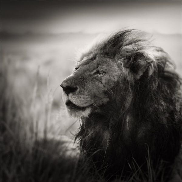 Morani by Joachim Schmeisser, portrait of a lion in high grass