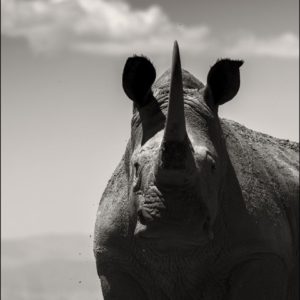 Noble Soul by Joachim Schmeisser, portrait of a rhino looking at the camera
